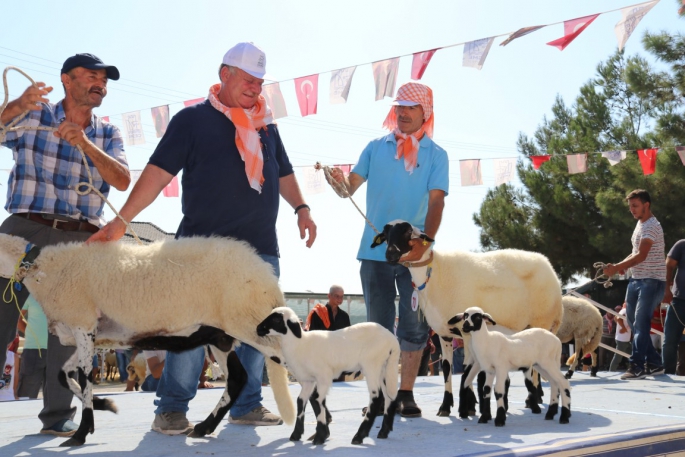 6. Ovacık Tarım ve Sakız Koyunu Festivali başlıyor!