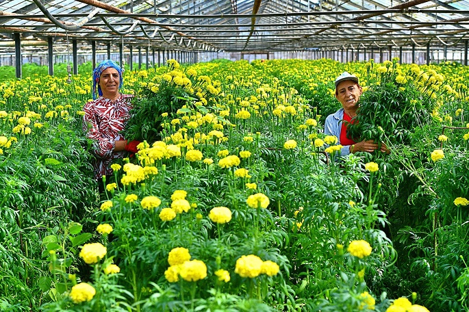 Bademler’in çiçek üreticisi, Hollanda Borsası’nda!