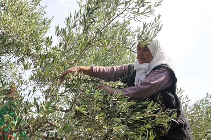 Sofralık zeytin ihracatı 200 milyon dolara koşuyor