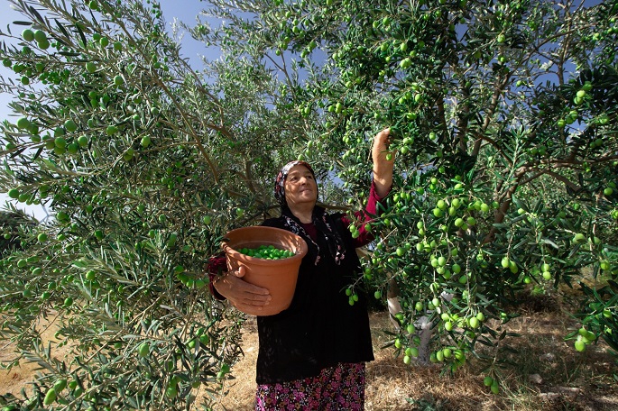 Urla’da gastronomi turizmi  çiftçilerin omzunda yükseliyor